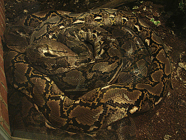 20090618 0594DSCw [D~OS], Netzpython (Malayopython reticulatus), Zoo Osnabrück