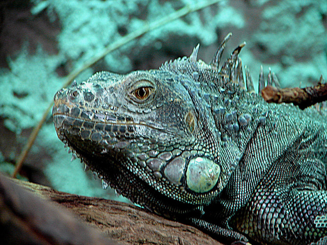 20090618 0595DSCw [D~OS] Grüner Leguan (Iguana iguana), Zoo Osnabrück