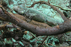 20090618 0596DSCw [D~OS] Grüner Leguan (Iguana iguana), Zoo Osnabrück