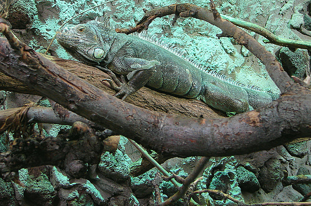 20090618 0596DSCw [D~OS] Grüner Leguan (Iguana iguana), Zoo Osnabrück