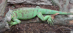 20090618 0597DSCw [D~OS] Grüner Leguan (Iguana iguana), Zoo Osnabrück