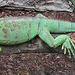 20090618 0597DSCw [D~OS] Grüner Leguan, Zoo Osnabrück