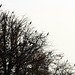 cormorans  dans les arbres