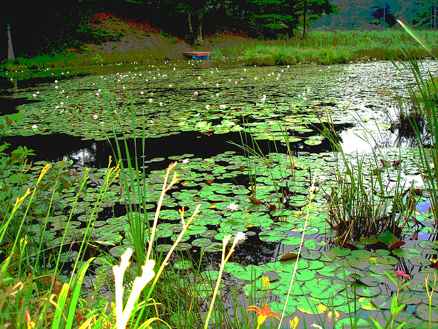 Half moon state park. Sur la 4 près de la 30 nord. Vermont, USA /  États-Unis -   26 juillet  2009  -  Postérisation