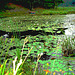 Half moon state park. Sur la 4 près de la 30 nord. Vermont, USA /  États-Unis -   26 juillet  2009  -  Postérisation