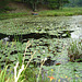 Half moon state park. Sur la 4 près de la 30 nord. Vermont, USA /  États-Unis -   26 juillet  2009-  Photo originale