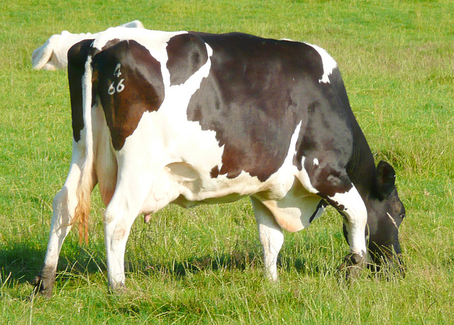 Cow Shed