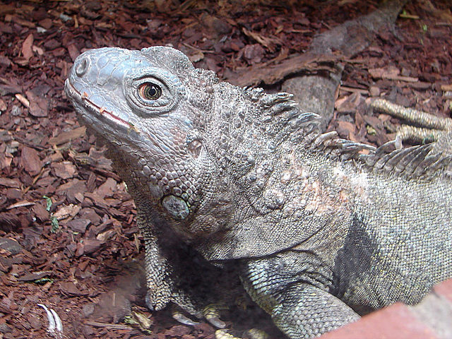 20090618 0598DSCw [D~OS] Grüner Leguan (Iguana iguana), Zoo Osnabrück