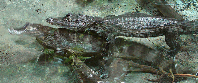 20090618 0599DSCw [D~OS] Brillenkaiman (Caiman yacare, Syn.: Caiman crocodilus yacara), Zoo Osnabrück
