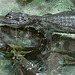 20090618 0599DSCw [D~OS] Brillenkaiman (Caiman yacare, Syn.: Caiman crocodilus yacara), Zoo Osnabrück