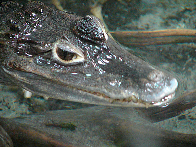 20090618 0600DSCw [D~OS] Brillenkaiman (Caiman yacare, Syn.: Caiman crocodilus yacara), Zoo Osnabrück