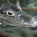 20090618 0600DSCw [D~OS] Brillenkaiman (Caiman yacare, Syn.: Caiman crocodilus yacara), Zoo Osnabrück