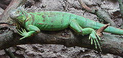 20090618 0601DSCw [D~OS] Grüner Leguan (Iguana iguana), Zoo Osnabrück