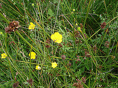 20090625 3975DSCw [D~MI] Scharfer Hahnenfuß (Ranunculus acris ag), Großes Torfmoor, Hille