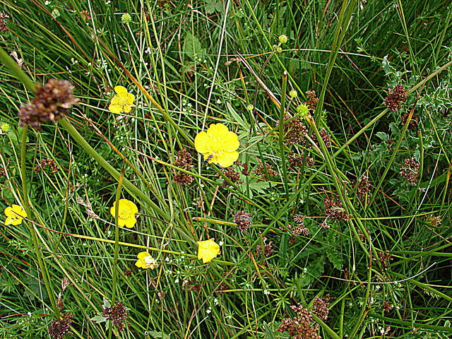 20090625 3975DSCw [D~MI] Insekt, Blume, Großes Torfmoor, Hille