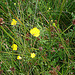 20090625 3975DSCw [D~MI] Scharfer Hahnenfuß (Ranunculus acris ag), Großes Torfmoor, Hille