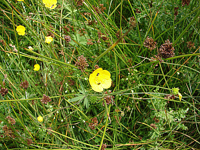 20090625 3977DSCw [D~MI] Insekt, Blume, Großes Torfmoor, Hille