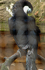 20090618 0603DSCw [D~OS] Weißbrusttukan (Ramphastos tucanus), Zoo Osnabrück