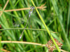 20090625 3982DSCw [D~MI] Binsenjungfer (Lestes sponsa), Großes Torfmoor, Hille