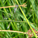 20090625 3982DSCw [D~MI] Binsenjungfer (Lestes sponsa), Großes Torfmoor, Hille