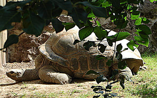20090618 0605DSCw [D~OS] Alabra-Riesenschildkröte, Zoo Osnabrück