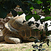 20090618 0605DSCw [D~OS] Alabra-Riesenschildkröte, Zoo Osnabrück