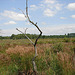 20090625 3986DSCw [D~MI] Land-Reitgras (Calamagrostis epigejos (L.) Roth), [Sand-Reitgras], [Sandrohr], [Landrohr], [Landschilf],  [Waldschilf], Großes Torfmoor, Hille