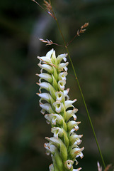 Hooded Ladies'-tresses