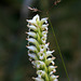 Hooded Ladies'-tresses