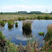 20090625 3987DSCw [D~MI] Sumpf-Reitgras (Calamagrodtis canescens agg), Großes Torfmoor, Hille