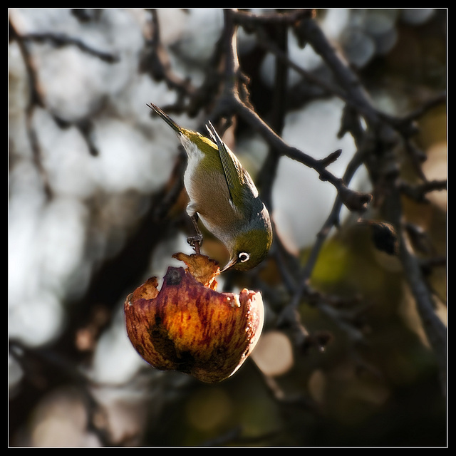 Waxeye feeding on wild apples.