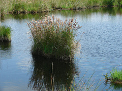 20090625 3988DSCw [D~MI] Sumpf-Reitgras (Calamagrodtis canescens agg), Großes Torfmoor, Hille