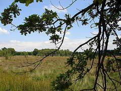 20090625 3989DSCw [D~MI] Stiel-Eiche (Quercus robur), Großes Torfmoor, Hille