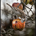 Sparrow feeding off apple tree in Winter.