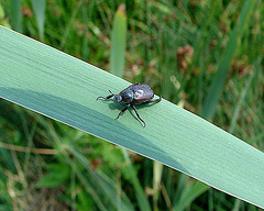 20090625 3991DSCw [D~MI] Silbriger Purzelkäfer (Hoplia philanthus), Großes Torfmoor, Hille