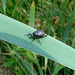 20090625 3991DSCw [D~MI] Mistkäfer (Geotrupes stercorarius), [D~MI] Großes Torfmoor, Hille