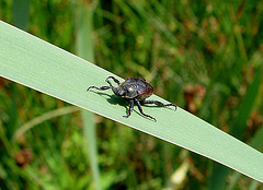 20090625 3992DSCw [D~MI] Silbriger Purzelkäfer (Hoplia philanthus), Großes Torfmoor, Hille