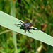 20090625 3992DSCw [D~MI] Mistkäfer (Geotrupes stercorarius), [D~MI] Großes Torfmoor, Hille