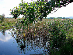 20090625 3993DSCw [D~MI] Stiel-Eiche (Quercus robur), Breitblättriger Rohrkolben (Typha latifolia), Großes Torfmoor, Hille