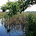 20090625 3993DSCw [D~MI] Stiel-Eiche (Quercus robur), Breitblättriger Rohrkolben (Typha latifolia), Großes Torfmoor, Hille