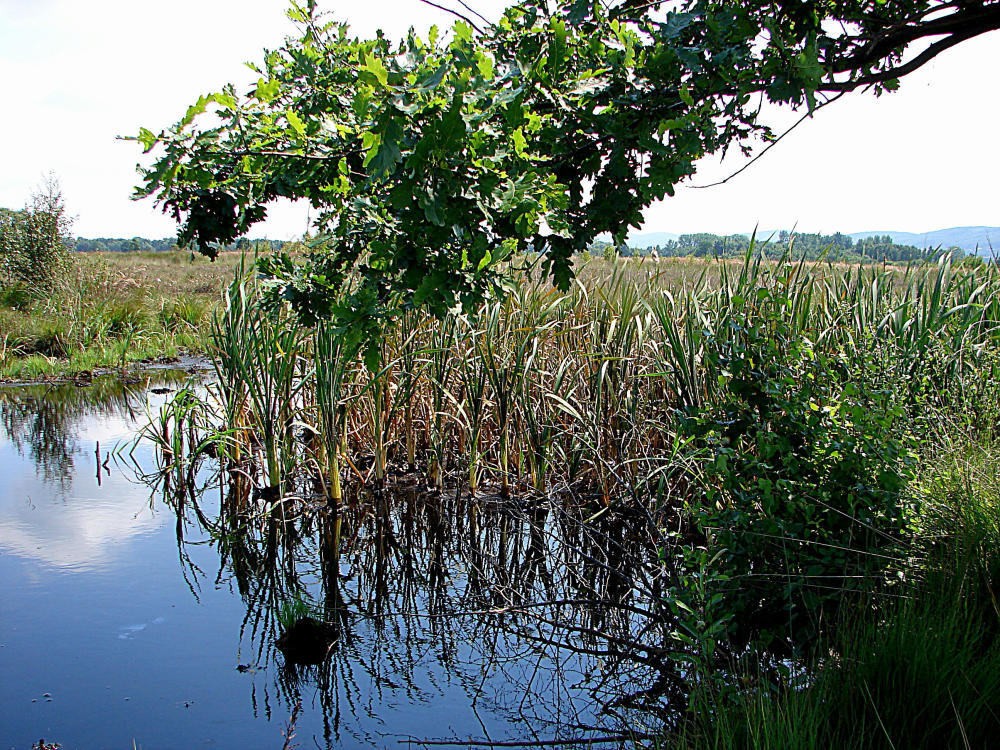 20090625 3993DSCw [D~MI] Stiel-Eiche (Quercus robur), Breitblättriger Rohrkolben (Typha latifolia), Großes Torfmoor, Hille