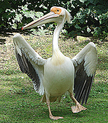 20090618 0611DSCw [D~OS] Rosa-Pelikan (Pelecanus onocrotalus), Zoo Osnabrück