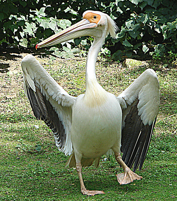 20090618 0611DSCw [D~OS] Rosa-Pelikan (Pelecanus onocrotalus), Zoo Osnabrück