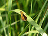 20090625 3996DSCw [D~MI] Rostfarbiger Dickkopffalter (Ochlodes sylvanus), Großes Torfmoor, Hille