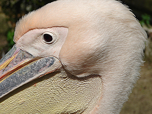 20090618 0612DSCw [D~OS] Rosa-Pelikan (Pelecanus onocrotalus), Zoo Osnabrück