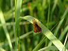 20090625 3997DSCw [D~MI] Rostfarbiger Dickkopffalter (Ochlodes sylvanus), Großes Torfmoor, Hille