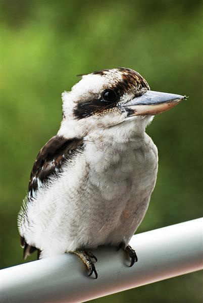 Laughing Kookaburra.