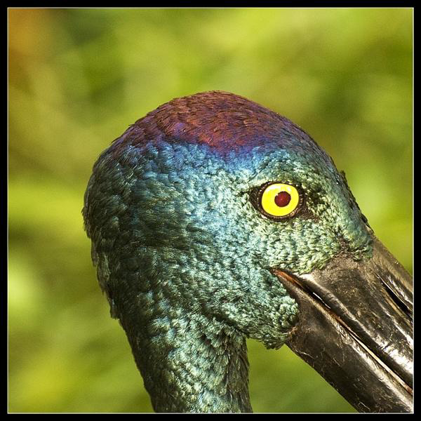 Female Black Necked Stork