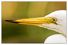 White Heron?