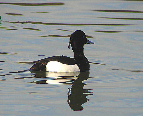 20060320 0209DSCw [D~LIP] Reiherente (Aythya fuligula), Landschaftsgarten, Bad Salzuflen